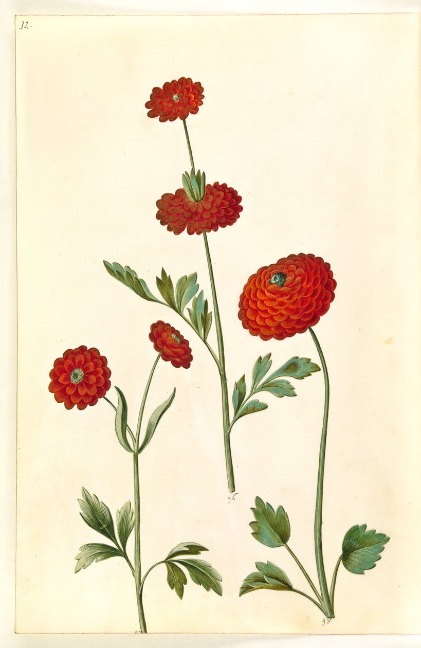 Ranunculus asiatica (har-ranunkel) av Hans Simon Holtzbecker