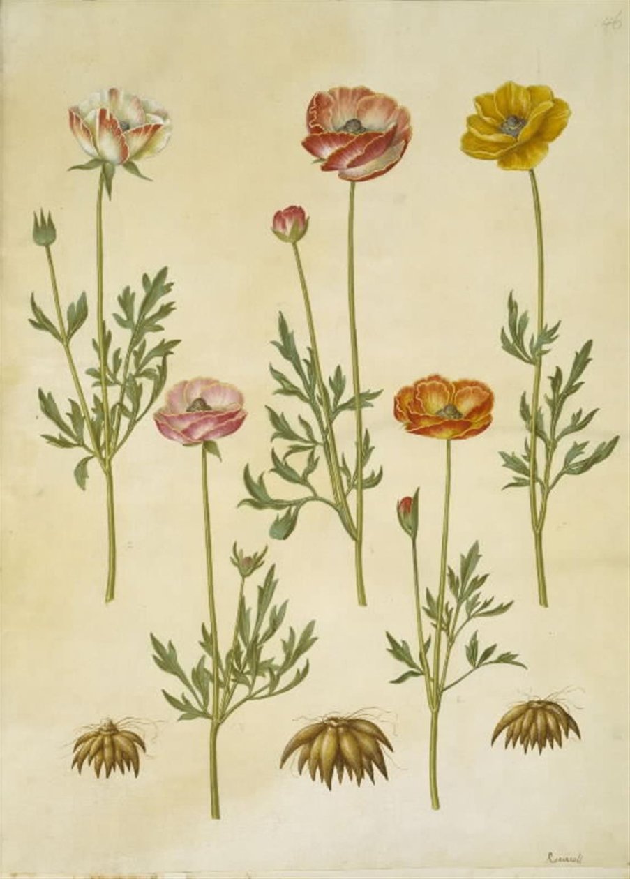 Ranunculus asiatica (har-ranunkel) av Hans Simon Holtzbecker