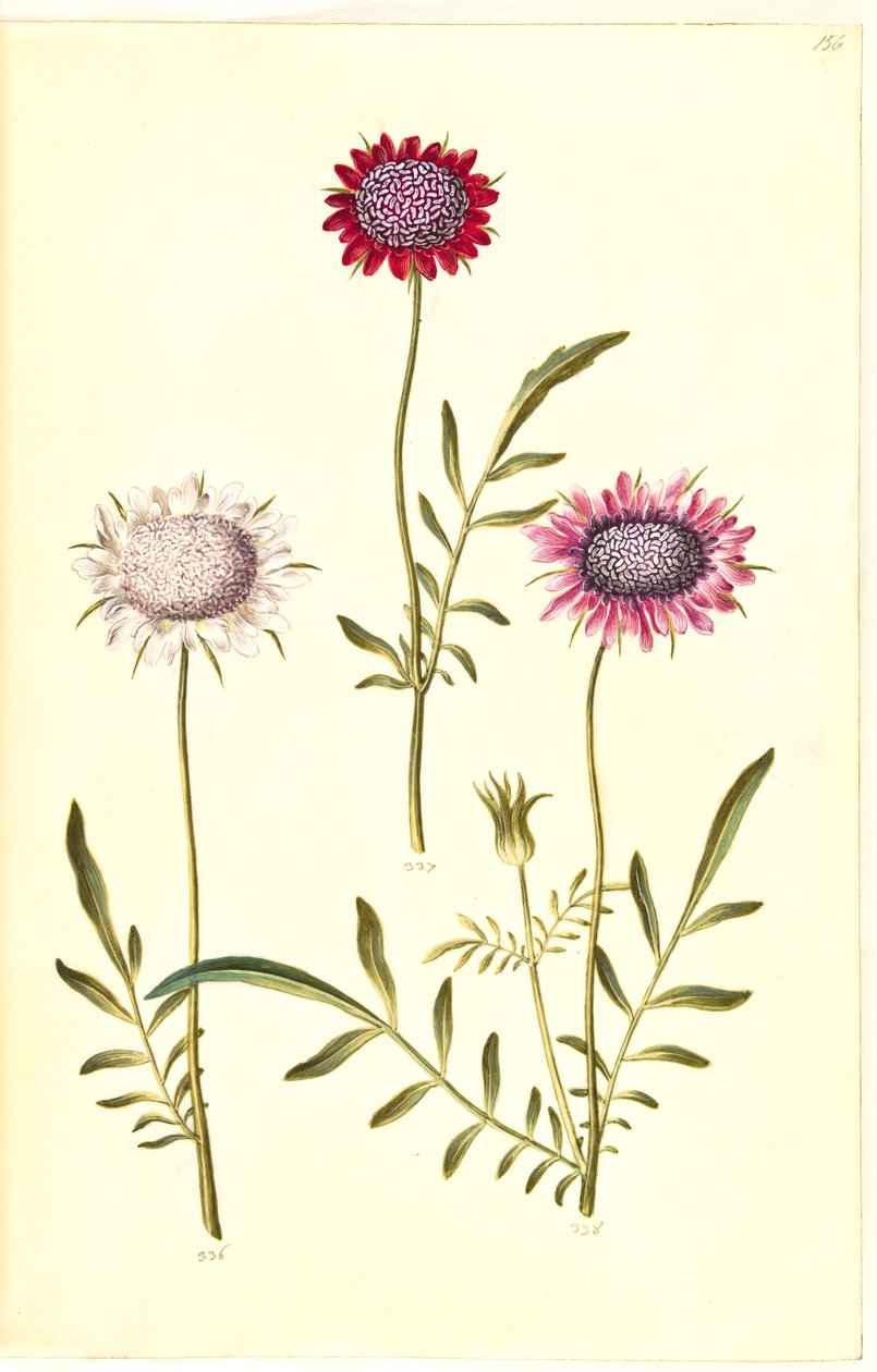 Scabiosa atropurpurea (enkeblomst) av Hans Simon Holtzbecker