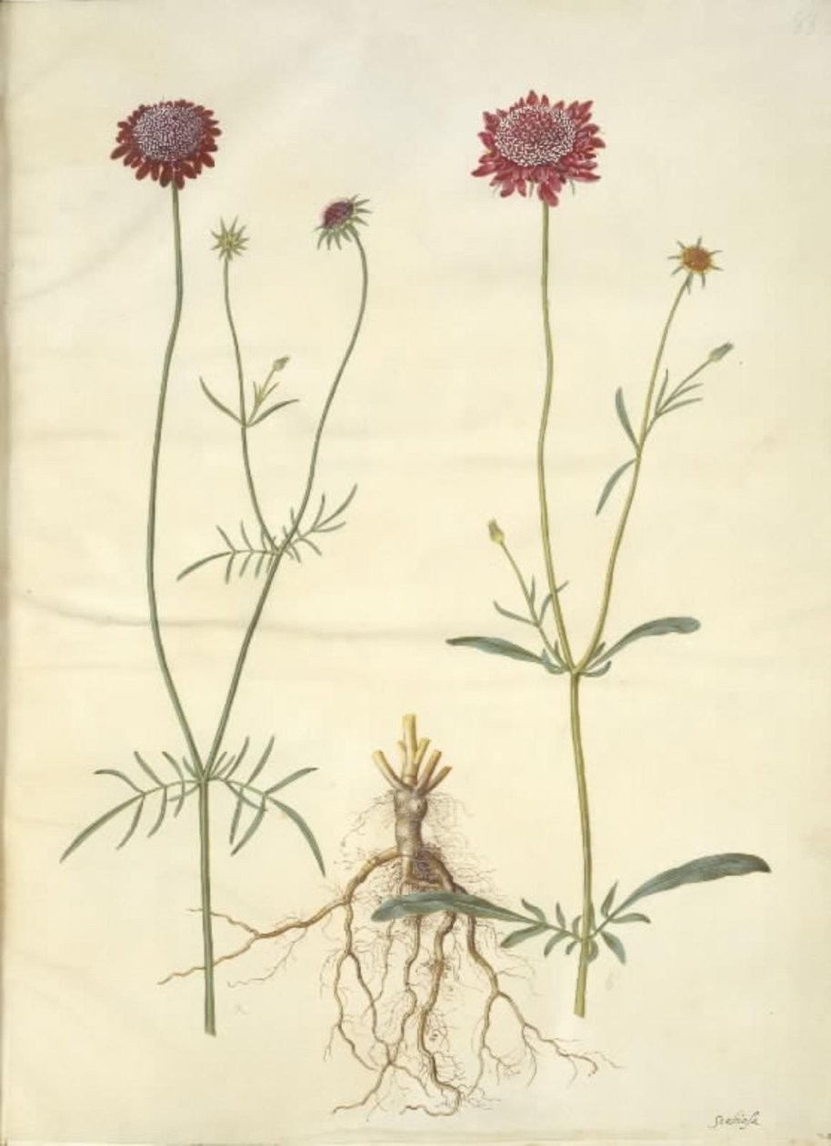 Scabiosa atropurpurea (enkeblomst) av Hans Simon Holtzbecker