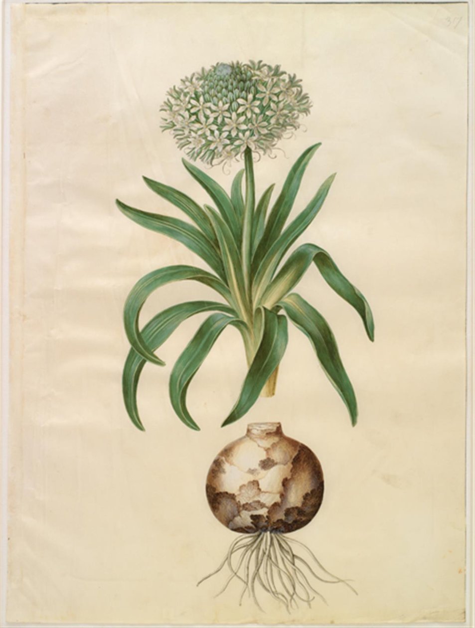 Scilla peruviana (gigantisk scilla) av Hans Simon Holtzbecker
