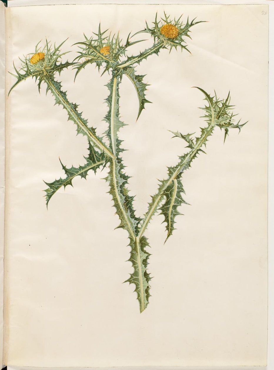 Scolymus hispanicus (spansk gylden tistel) av Hans Simon Holtzbecker