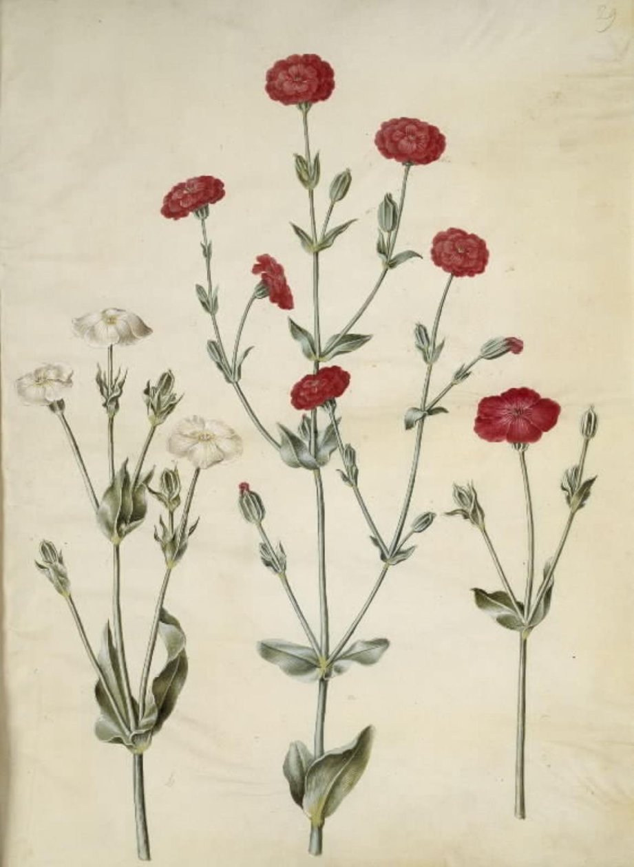 Silene coronaria (kronkråkebolle) av Hans Simon Holtzbecker
