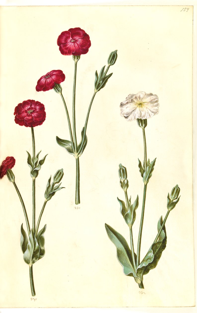 Silene coronaria (kronkråkebolle) av Hans Simon Holtzbecker