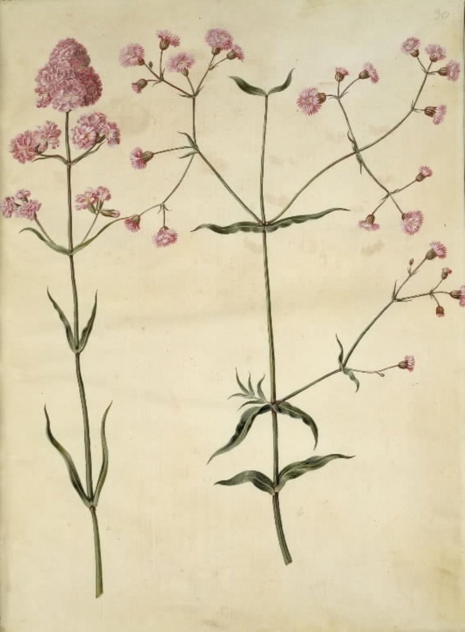 Silene viscaria (vanlig tjærefed); Silene (korkkrone) av Hans Simon Holtzbecker