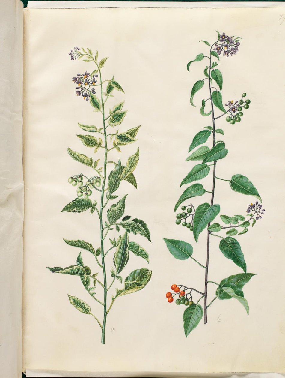 Solanum dulcamara (bittersød natskygge) av Hans Simon Holtzbecker