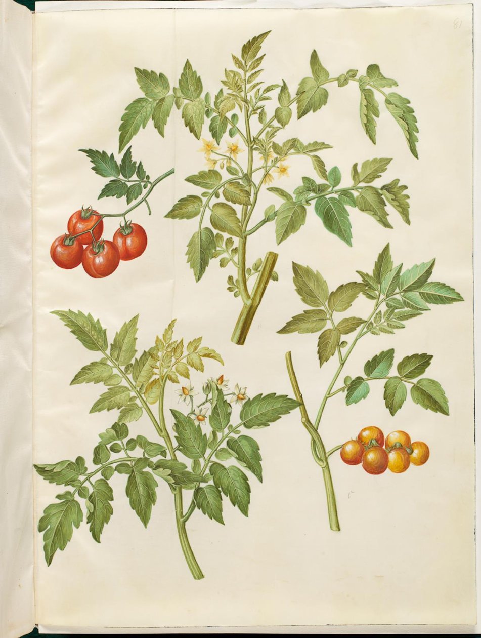 Solanum tomat (almindelig tomat) av Hans Simon Holtzbecker