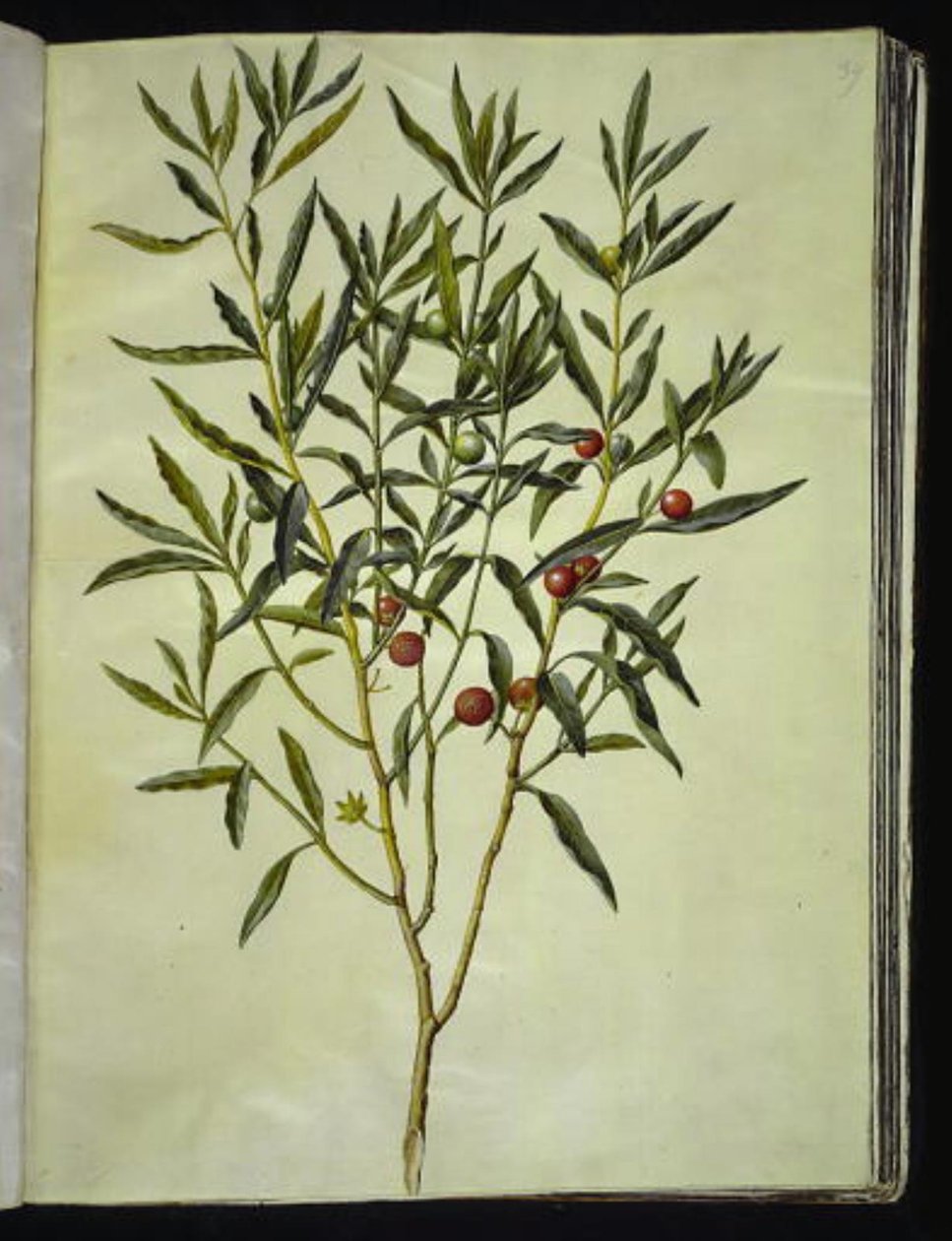 Solanum pseudocapsicum (Jerusalem-korallbjørn) av Hans Simon Holtzbecker