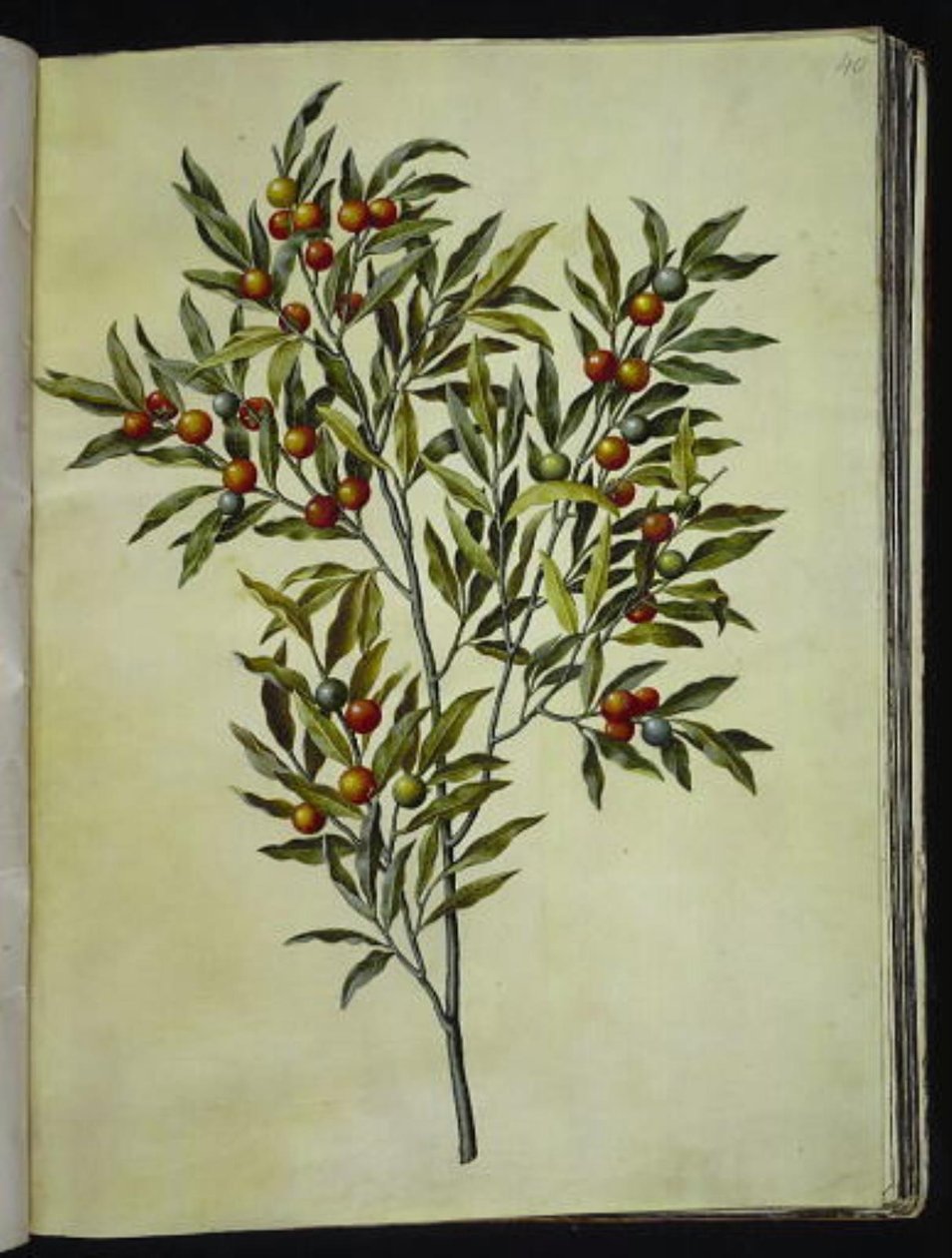 Solanum pseudocapsicum (Jerusalem-korallbjørn) av Hans Simon Holtzbecker