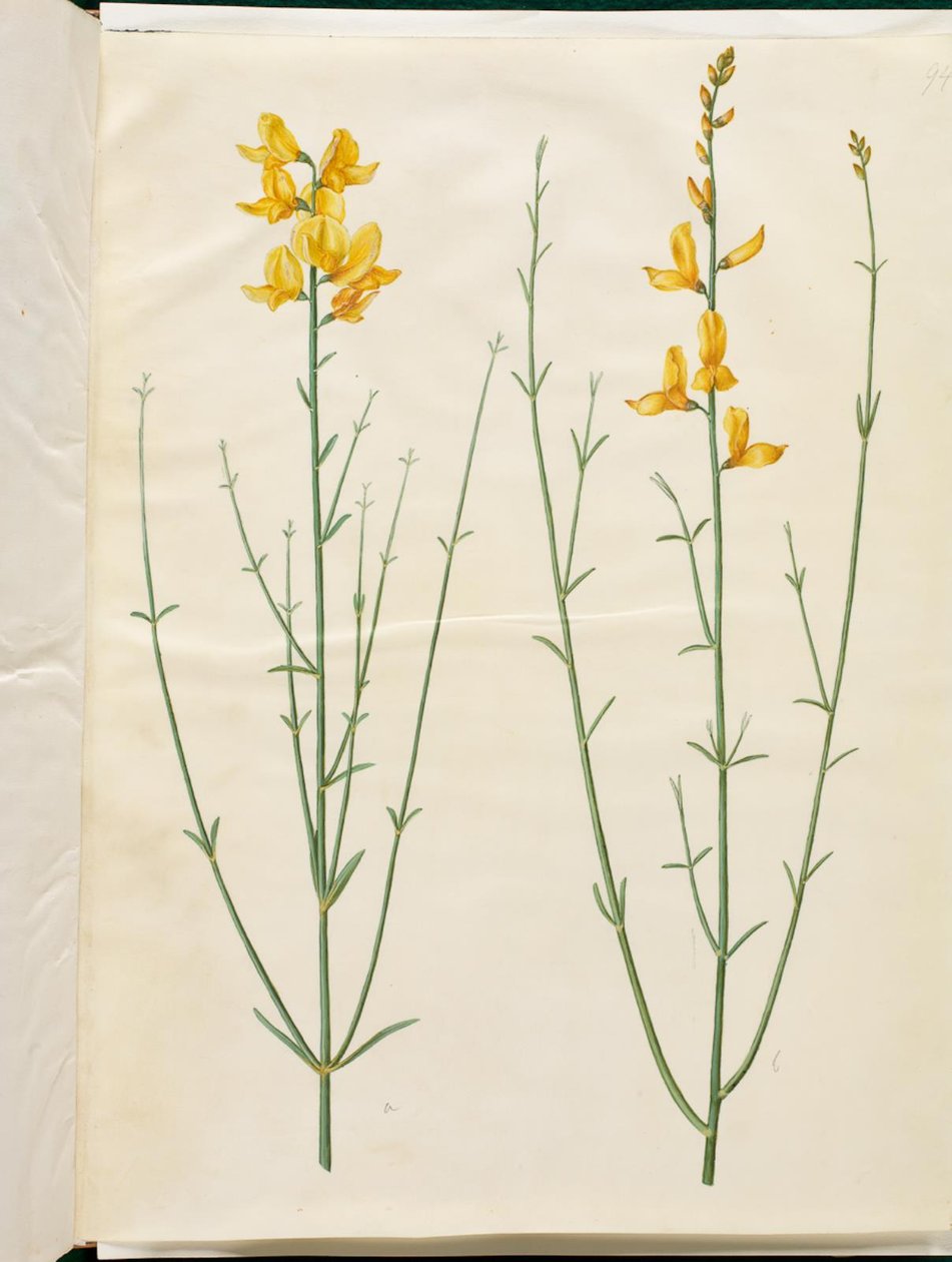 Spartan Junceum (Spartium) av Hans Simon Holtzbecker