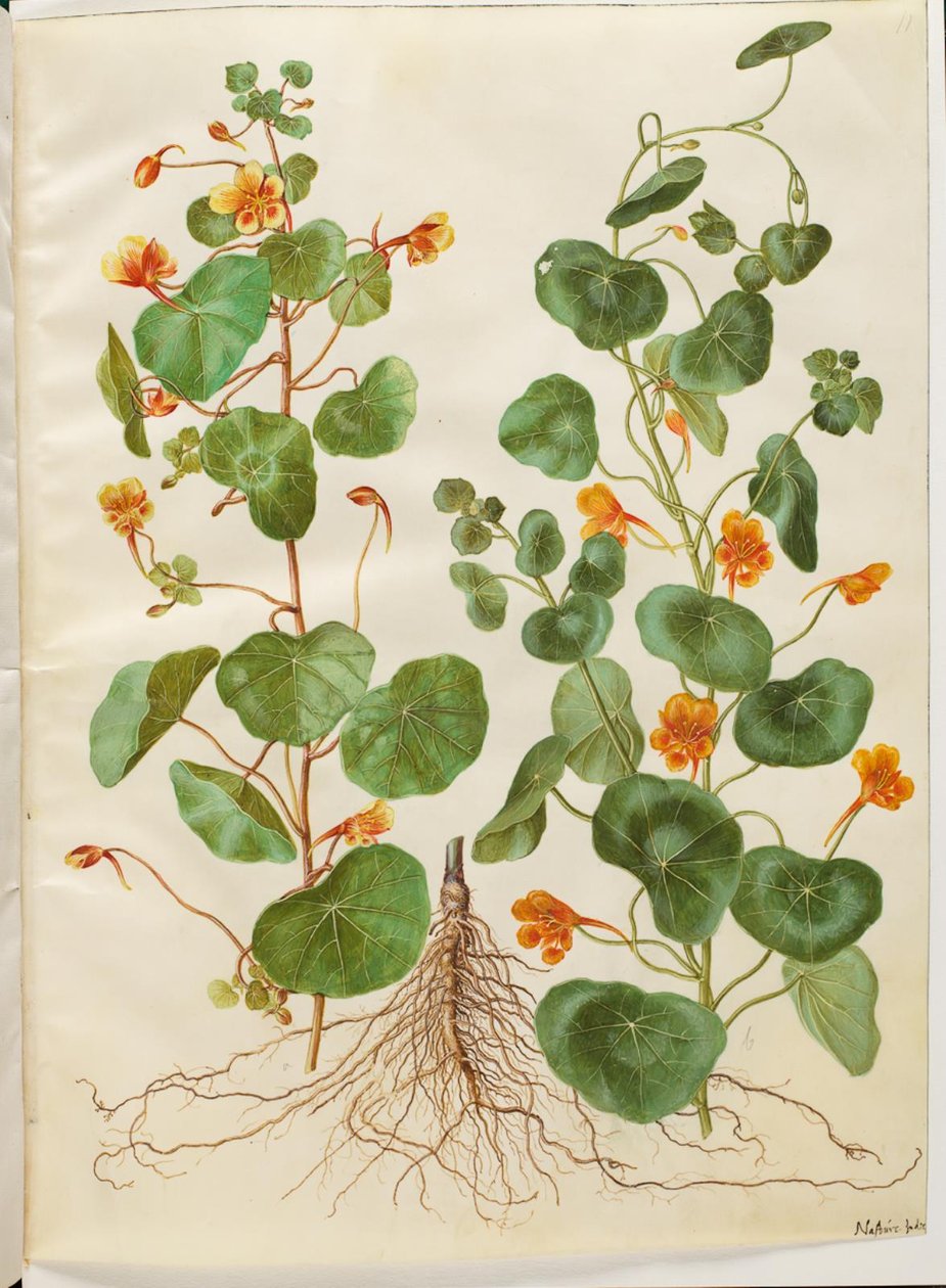Tropaeolum minus (liten blomsterkarse) av Hans Simon Holtzbecker