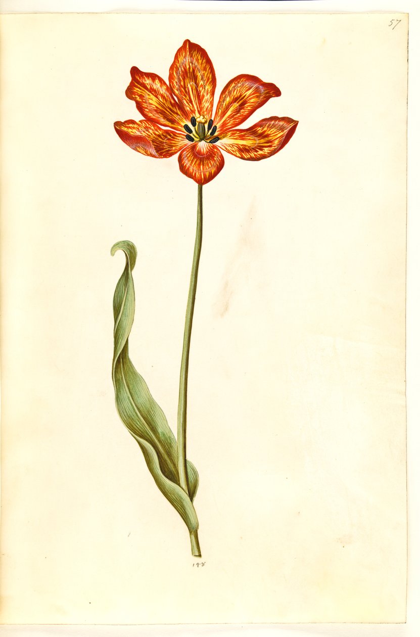 Tulipa gesneriana (har tulipan) av Hans Simon Holtzbecker
