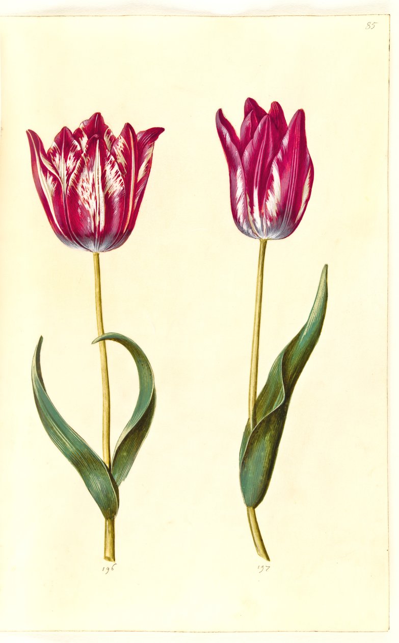 Tulipa gesneriana (har tulipan) av Hans Simon Holtzbecker
