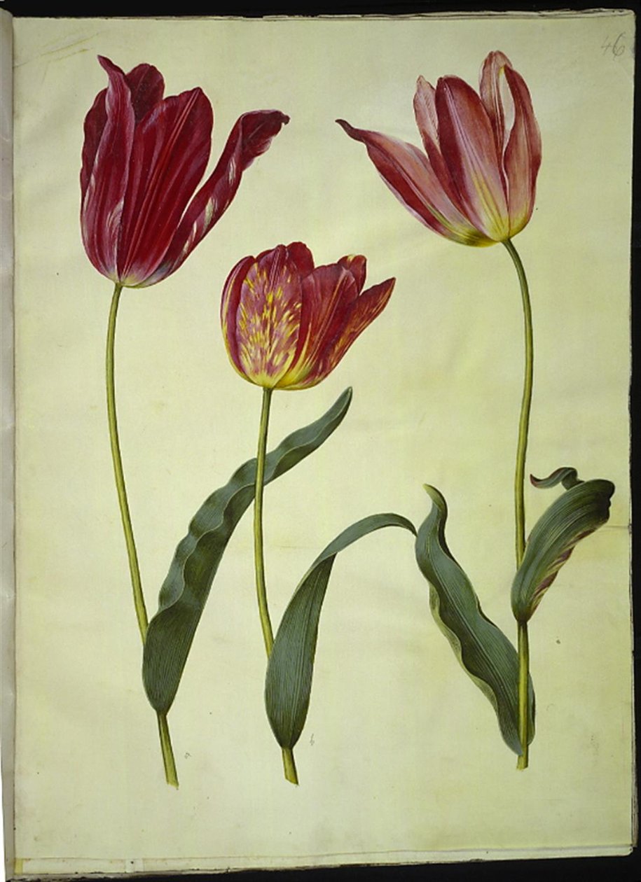 Tulipa gesneriana (har tulipan) av Hans Simon Holtzbecker