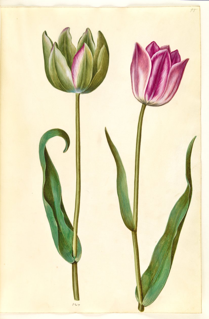 Tulipa gesneriana (har tulipan) av Hans Simon Holtzbecker
