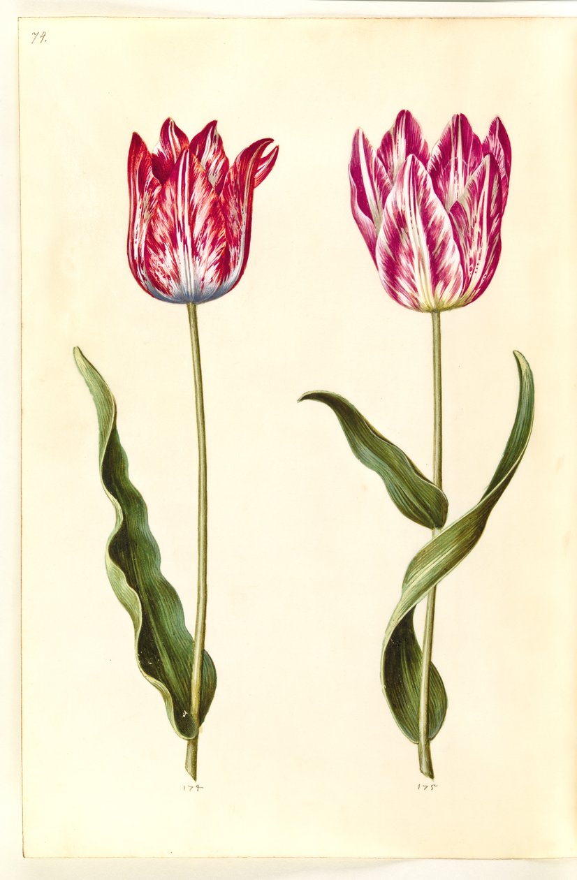 Tulipa gesneriana (har tulipan) av Hans Simon Holtzbecker