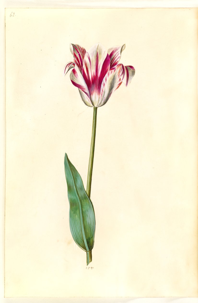 Tulipa gesneriana (har tulipan) av Hans Simon Holtzbecker
