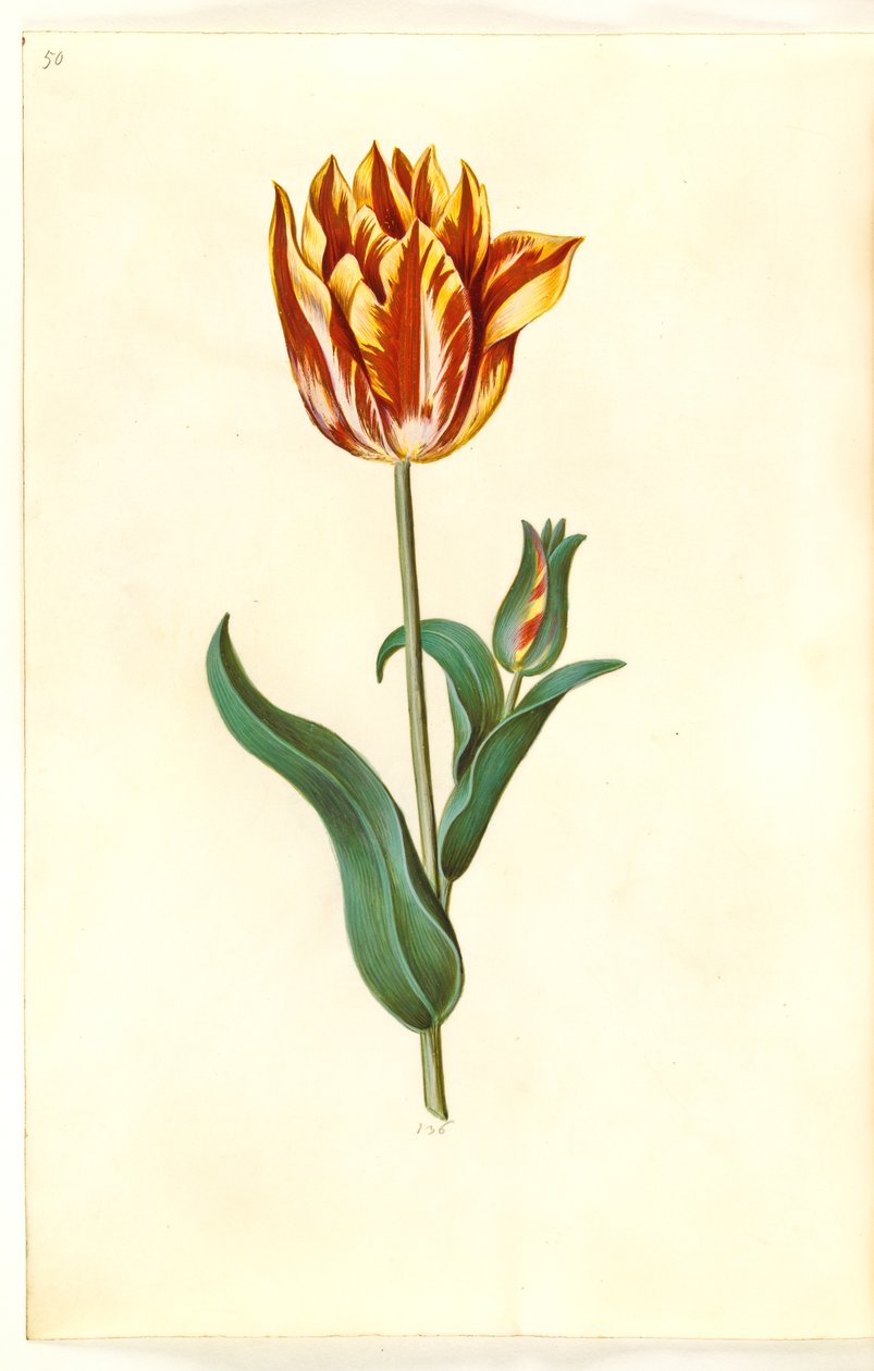 Tulipa gesneriana (har tulipan) av Hans Simon Holtzbecker