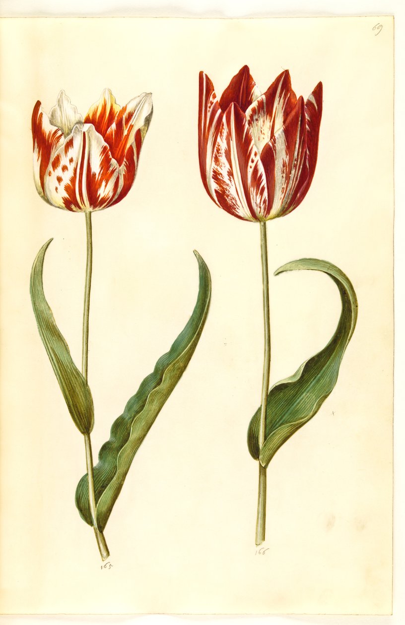 Tulipa gesneriana (har tulipan) av Hans Simon Holtzbecker