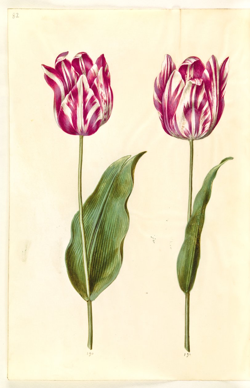 Tulipa gesneriana (har tulipan) av Hans Simon Holtzbecker