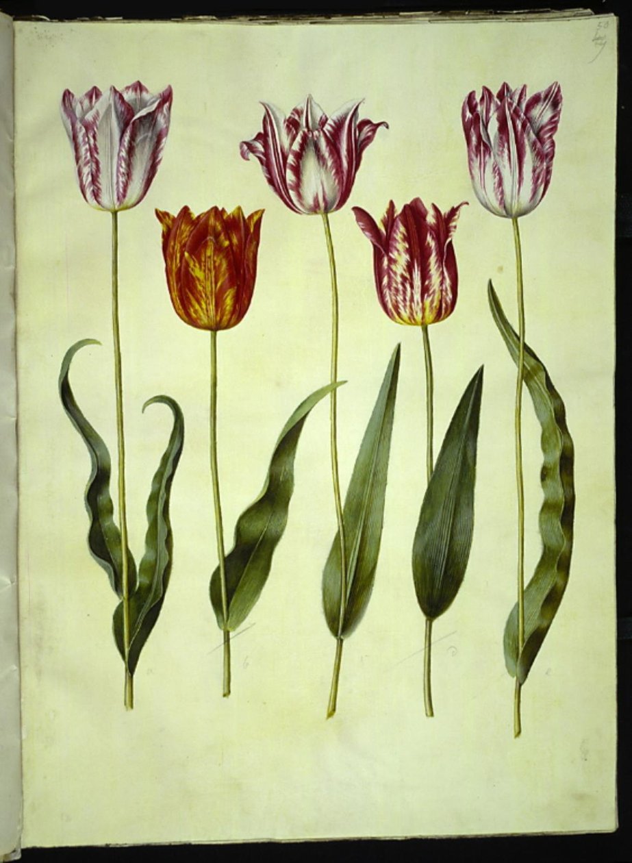 Tulipa gesneriana (har tulipan) av Hans Simon Holtzbecker