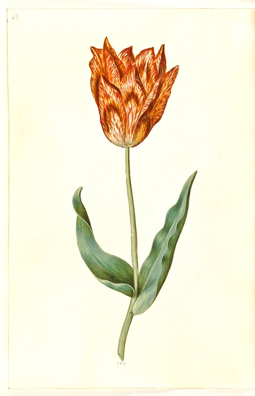 Tulipa gesneriana (har tulipan) av Hans Simon Holtzbecker
