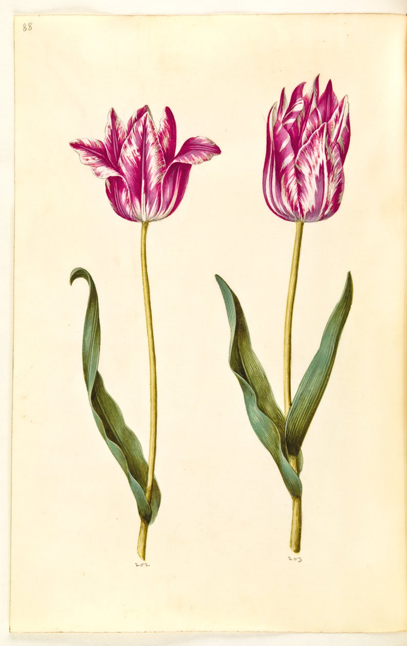 Tulipa gesneriana (har tulipan) av Hans Simon Holtzbecker