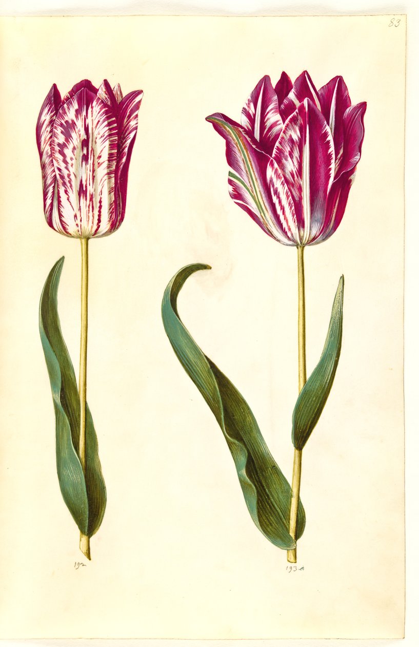 Tulipa gesneriana (have-tulipan)   1266651   no       norwegian Successfully Translated  Original: Mercury Translat: Mercury 1277497 no norwegian Successfully Translated Original: The chattering birds. Translat: The chattering birds. 1191938 no norwegian S av Hans Simon Holtzbecker
