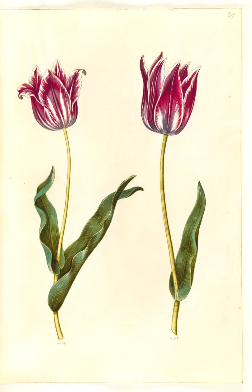Tulipa gesneriana (har tulipan) av Hans Simon Holtzbecker