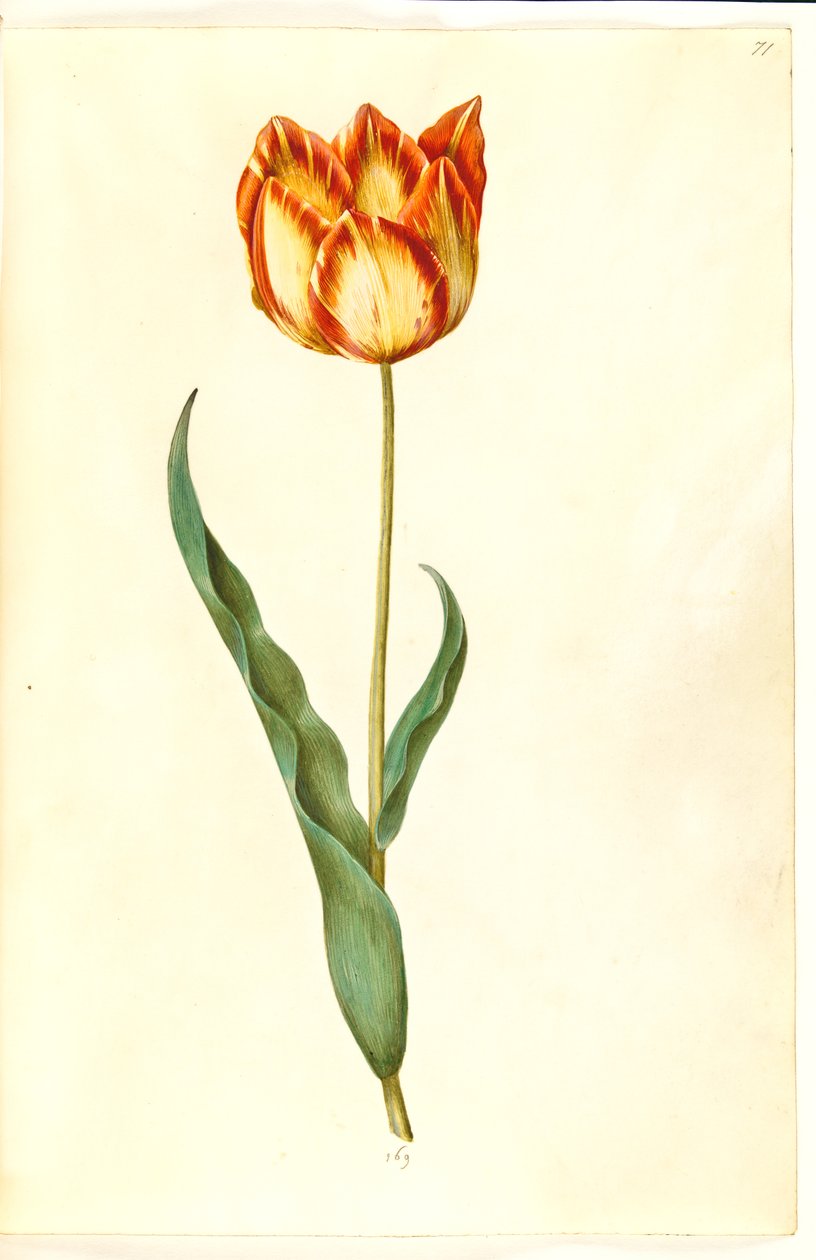 Tulipa gesneriana (har tulipan) av Hans Simon Holtzbecker