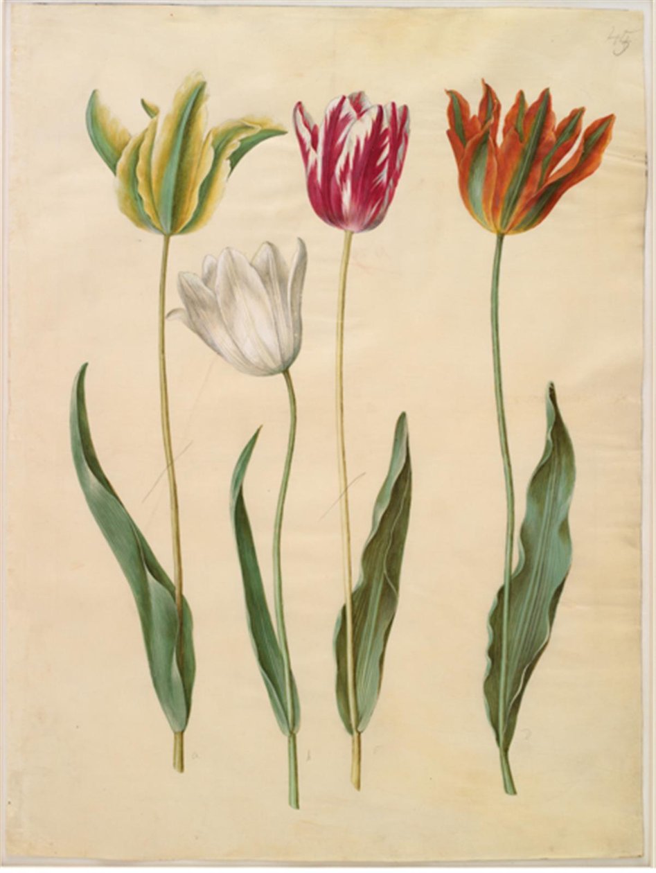 Tulipa gesneriana (har tulipan) av Hans Simon Holtzbecker