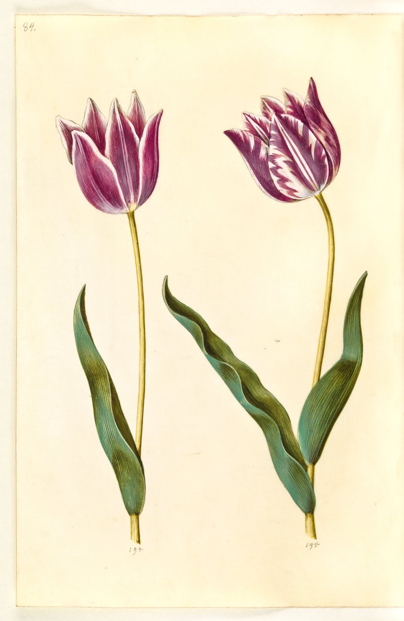 Tulipa gesneriana (har tulipan) av Hans Simon Holtzbecker