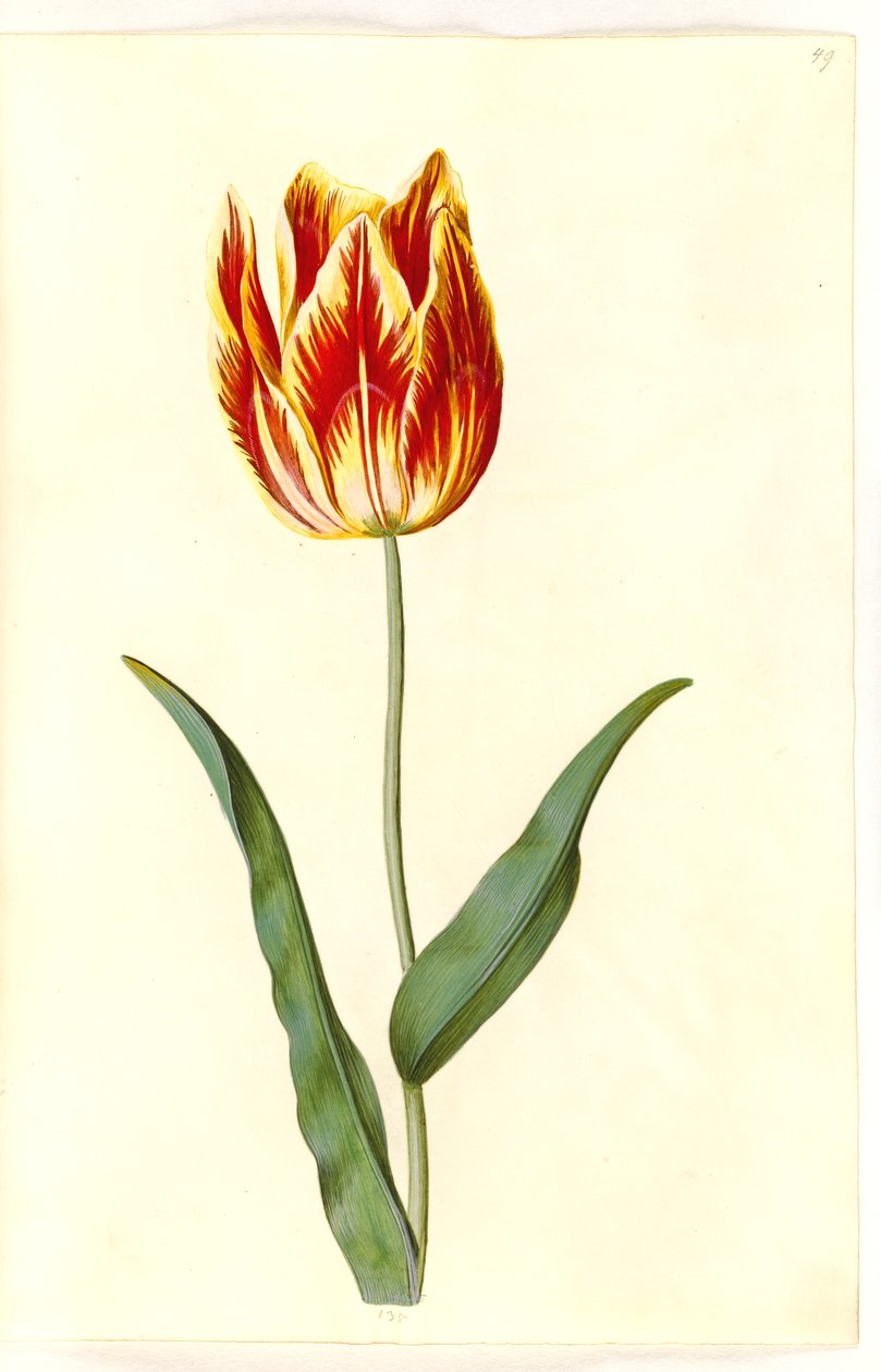 Tulipa gesneriana (har tulipan) av Hans Simon Holtzbecker