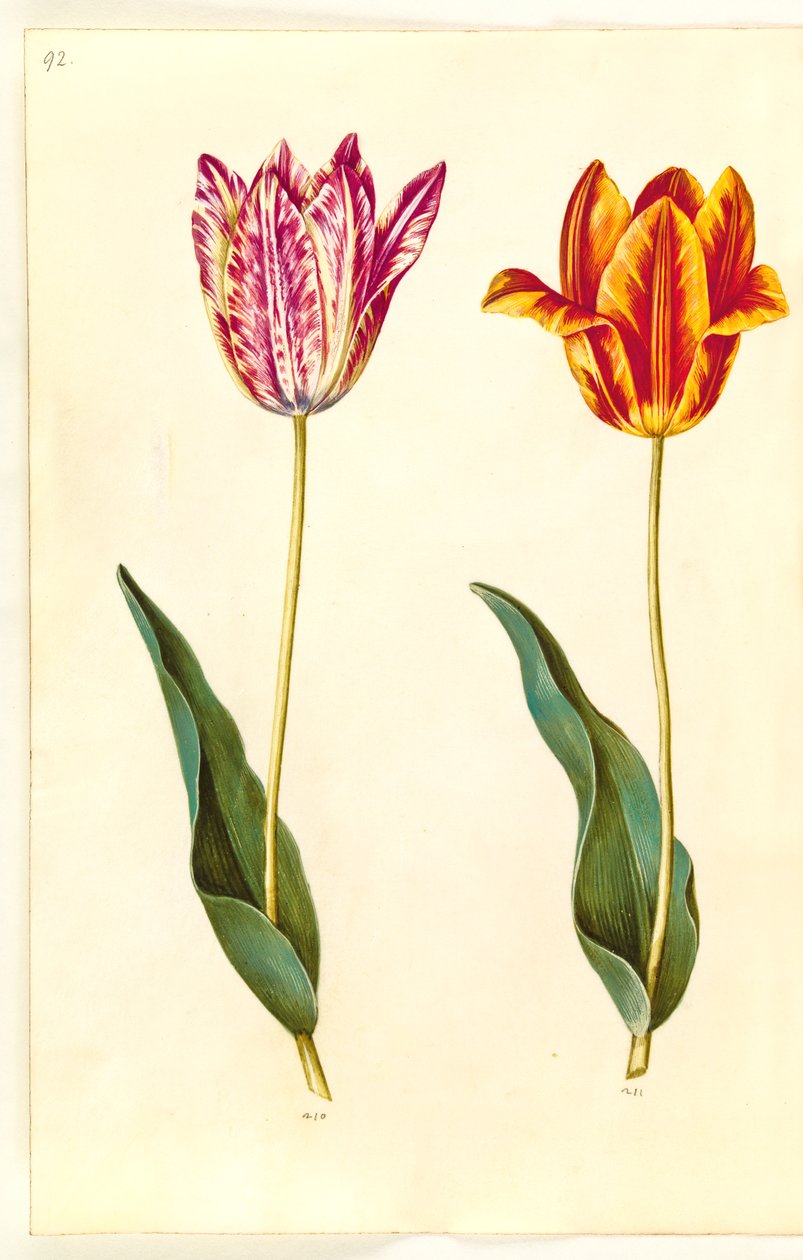 Tulipa gesneriana (har tulipan) av Hans Simon Holtzbecker