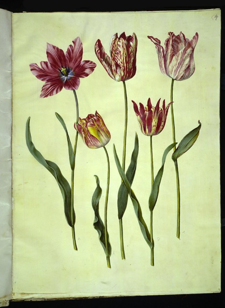 Tulipa gesneriana (har tulipan) av Hans Simon Holtzbecker