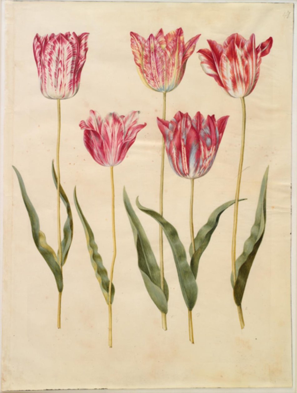 Tulipa gesneriana (har tulipan) av Hans Simon Holtzbecker