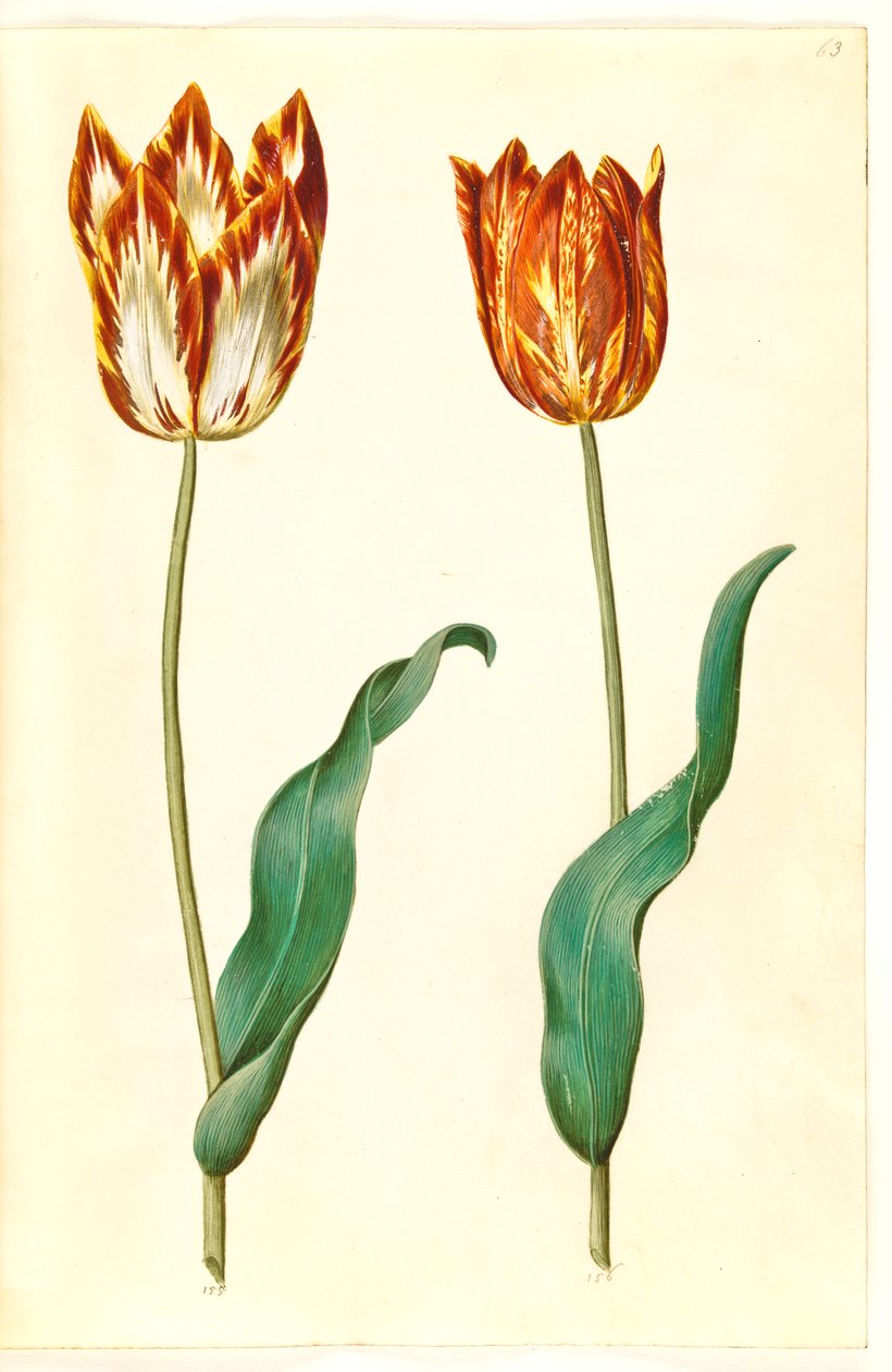 Tulipa gesneriana (har tulipan) av Hans Simon Holtzbecker