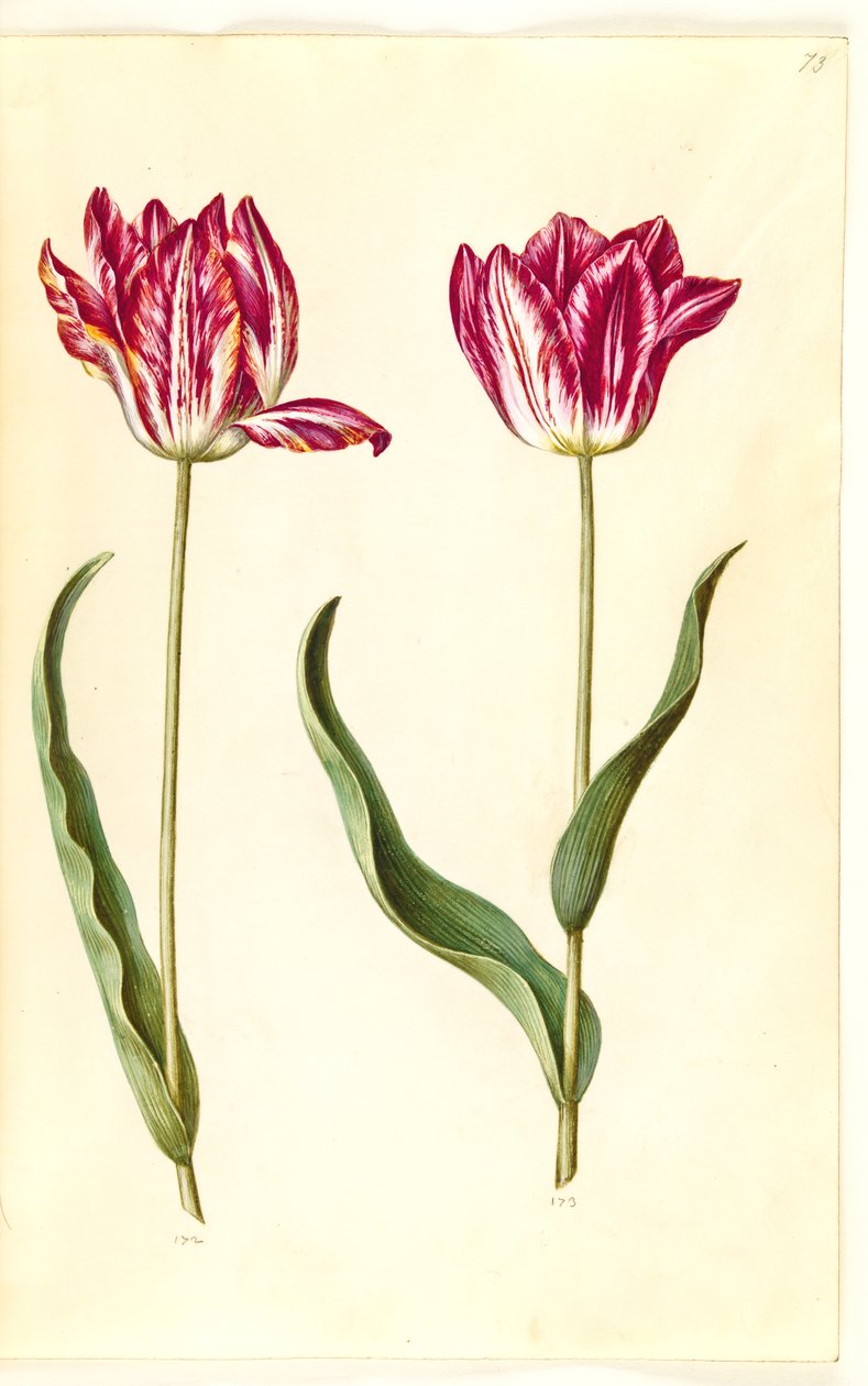 Tulipa gesneriana (har tulipan) av Hans Simon Holtzbecker