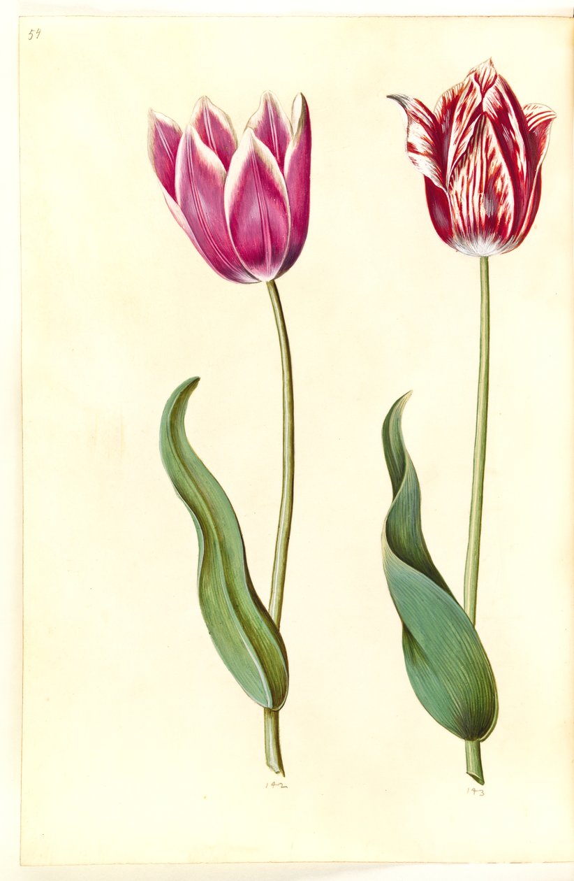Tulipa gesneriana (har tulipan) av Hans Simon Holtzbecker