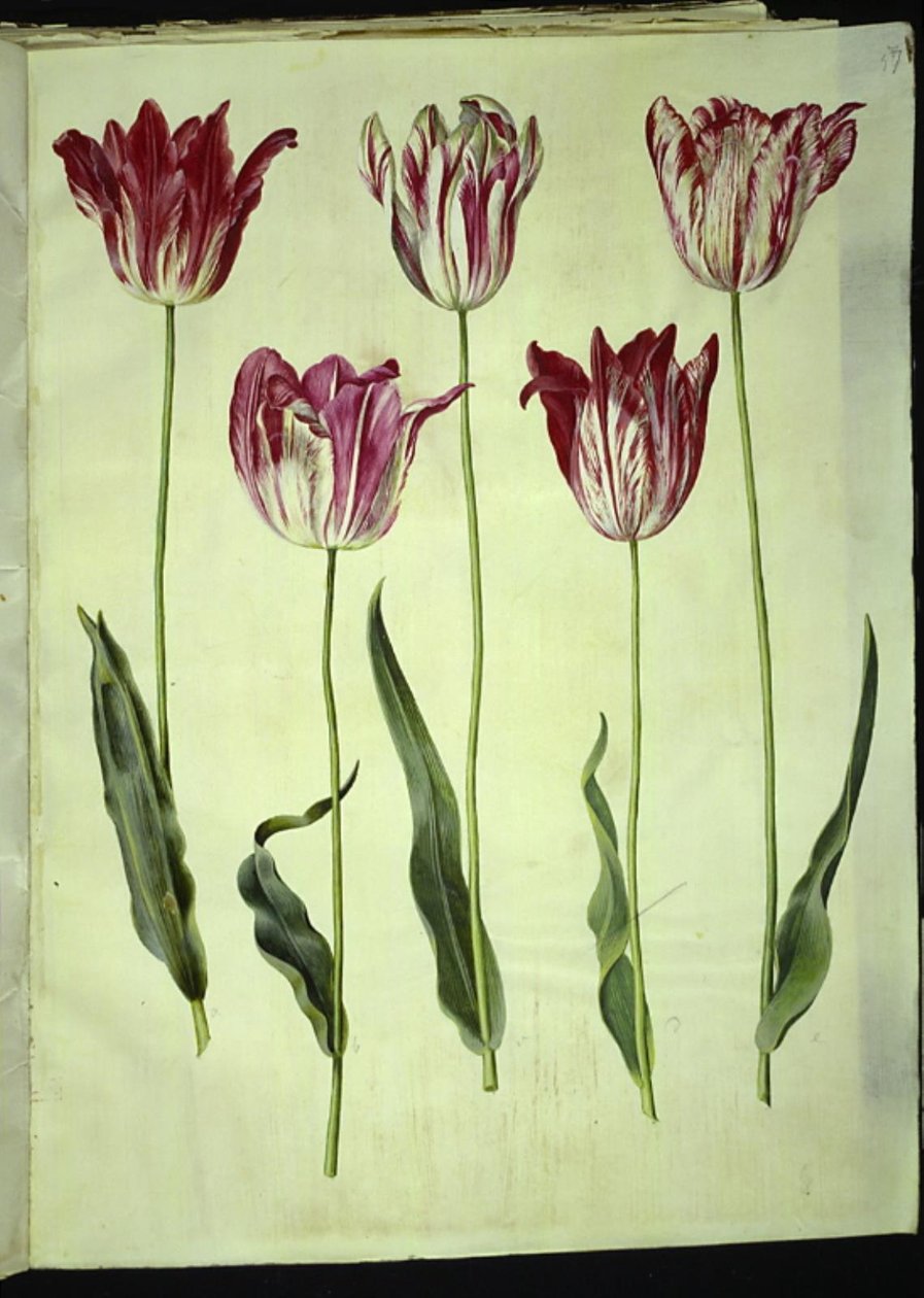 Tulipa gesneriana (har tulipan) av Hans Simon Holtzbecker