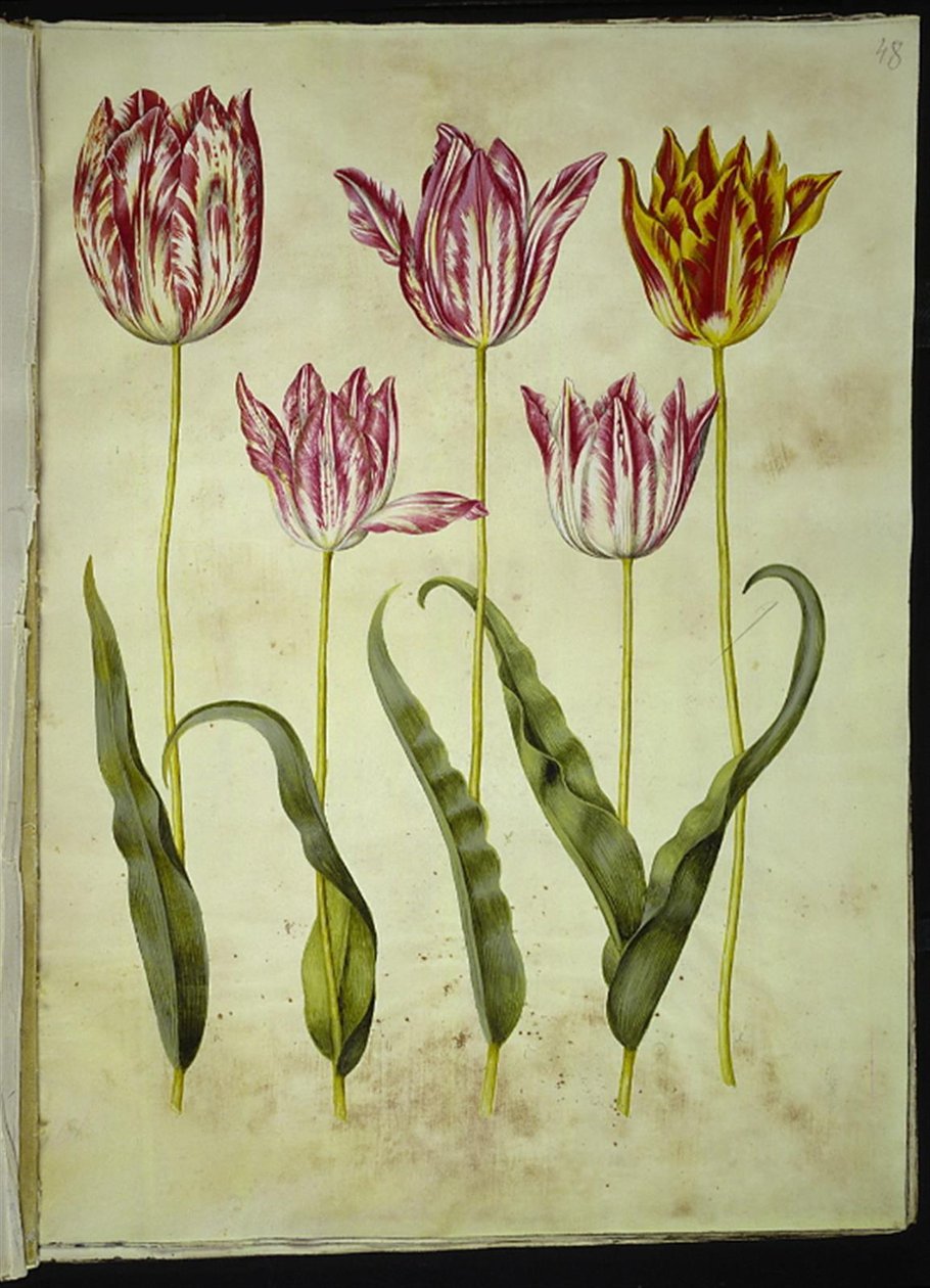 Tulipa gesneriana (har tulipan) av Hans Simon Holtzbecker