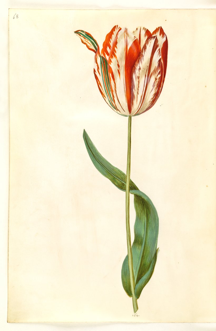 Tulipa gesneriana (har tulipan) av Hans Simon Holtzbecker