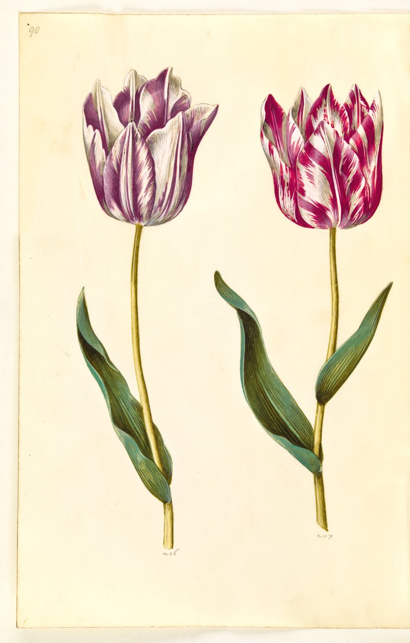 Tulipa gesneriana (har tulipan) av Hans Simon Holtzbecker