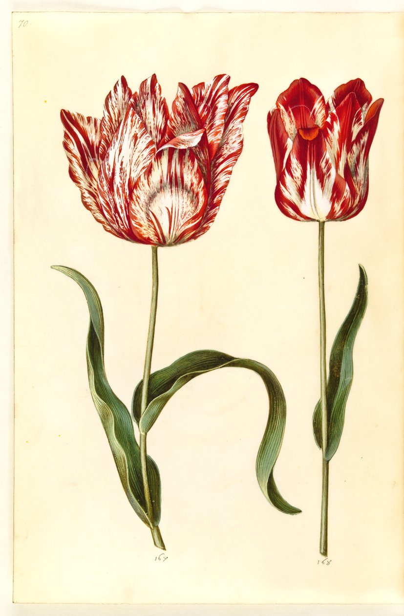 Tulipa gesneriana (har tulipan) av Hans Simon Holtzbecker