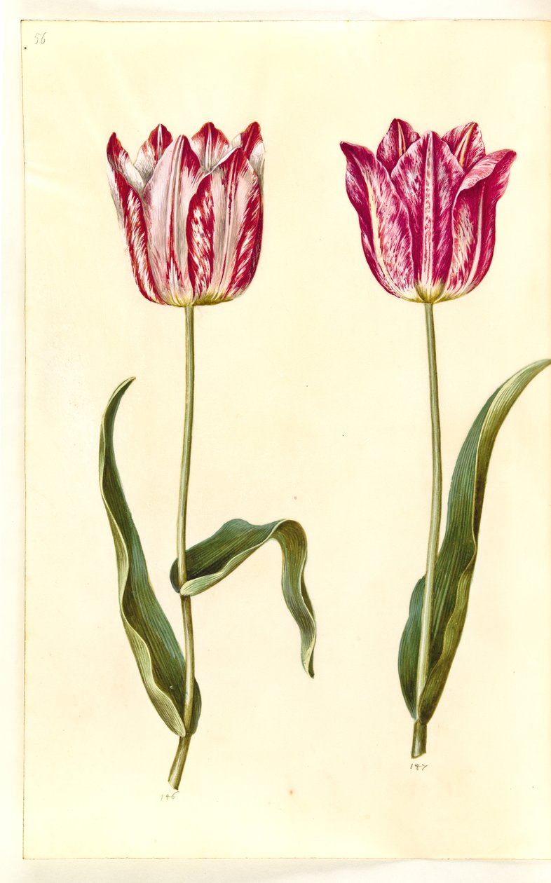 Tulipa gesneriana (har tulipan) av Hans Simon Holtzbecker