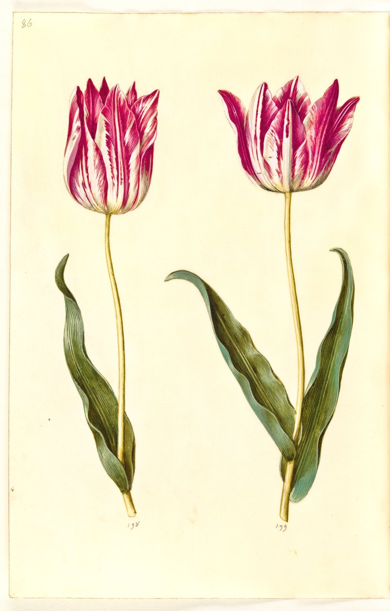 Tulipa gesneriana (har tulipan) av Hans Simon Holtzbecker