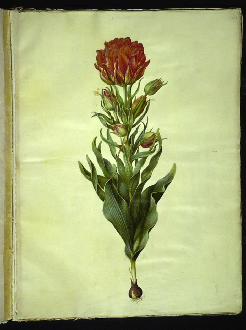 Tulipa gesneriana (har tulipan) av Hans Simon Holtzbecker