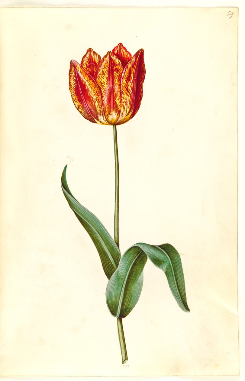 Tulipa gesneriana (har tulipan) av Hans Simon Holtzbecker