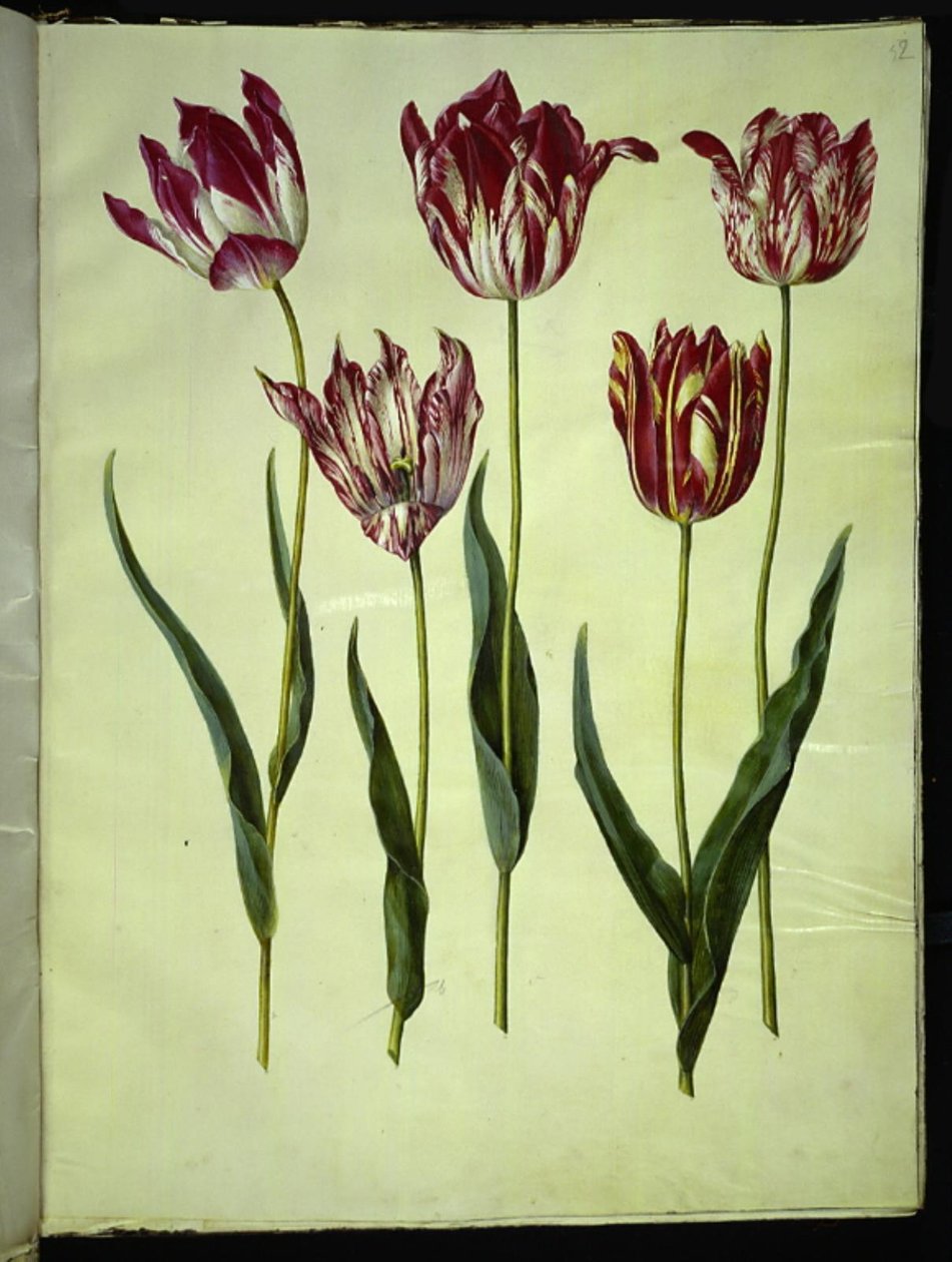 Tulipa gesneriana (har tulipan) av Hans Simon Holtzbecker