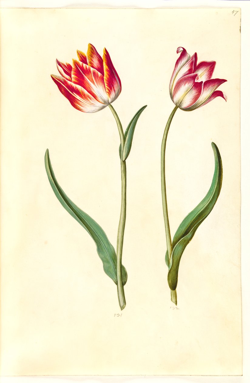 Tulipa gesneriana (have-tulipan)   1276249   no       norwegian Successfully Translated  Original: Frontispiece for A Ballad of Michael Drayton by Edward D. Pendall, depicting an Archer (litho) Translat: Frontispiece for 
